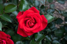 Rose Bouquet – 12 Roses