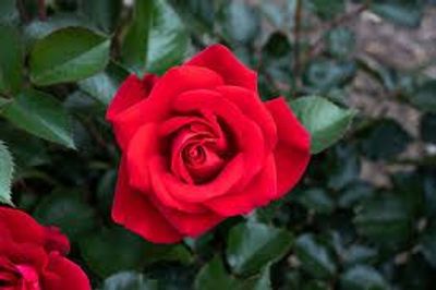 Rose Bouquet – 12 Roses